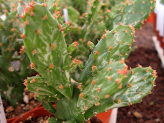 Opuntia monacantha 'Variegata Monstruosa'   - Pot  6 cm