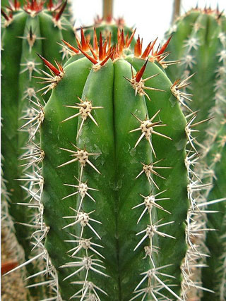 Pachycereus pecten-aboriginum   - Pot  6 cm