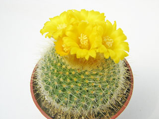 Parodia chrysacanthion     - Pot  5 cm