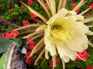 Selenicereus grandiflorus (coniflorus)   - Pot  8 cm