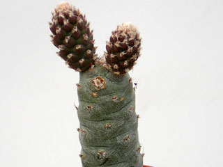 Tephrocactus articulatus var. inermis ( T. strobiliformis)   - Pot  5 cm