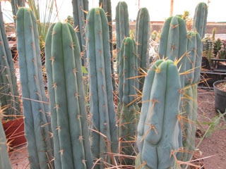 Echinopsis lageniformis (Trichocereus bridgesii)   - H 30-40 cm