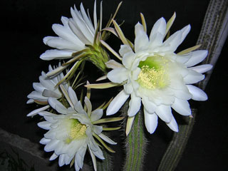 Echinopsis spachiana (Trichocereus spachianus)   - Pot 12 cm