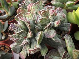 Adromischus cooperi   - Pot  5 cm