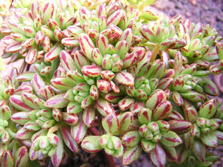 Aeonium sedifolium   - Pot  5 cm