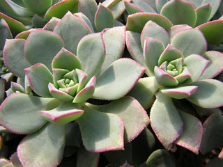 Aeonium haworthii   - Pot  6 cm