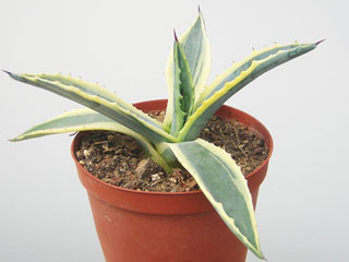 Agave americana 'Marginata'   - H 20-25 cm