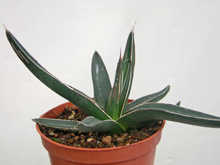 Agave victoriae-reginae var. nickelsii (ferdinandii-regis)   - Pot 10 cm