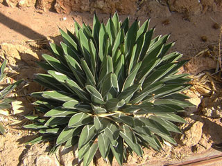 Agave victoriae-reginae var. nickelsii (ferdinandii-regis)   - Pot 12 cm