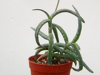 Aloe millotii   - Pot 10 cm