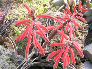 Aloe variegata   - Pot 10 cm