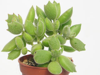 Cotyledon tomentosa (ex ''ssp. ladismithensis'')   - Pot  5 cm