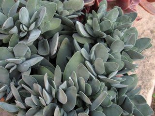 Crassula cotyledonis (Crassula dubia)   - Pot  6 cm