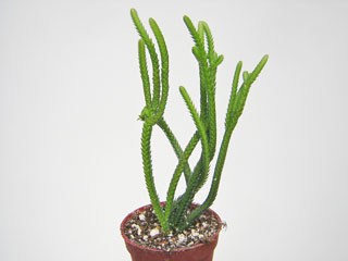 Crassula lycopodioides (ex muscosa)   - Pot  5 cm