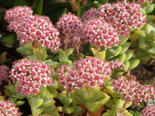 Crassula rupestris  'Conjuncta'   - Pot  6 cm