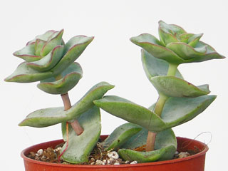 Crassula perforata 'Giant Form'   - Pot  6 cm