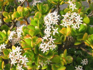 Crassula ovata (Crassula portulacea)   - H 30-35 cm