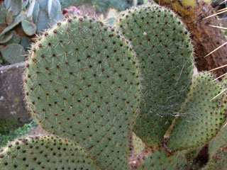 Opuntia scheeri   - Bouture