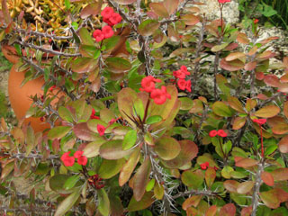 Euphorbia milii var. bojeri   - Pot  6 cm