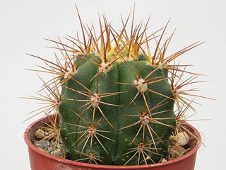 Echinopsis terscheckii (Trichocereus terscheckii)   - Pot 12 cm