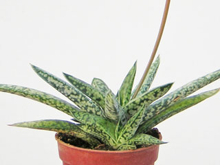 Gasteria bicolor var. lilliputana   - Pot  5 cm