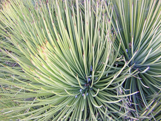 Agave striata   - Pot  8 cm