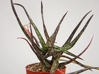 Aloe bakeri   - Pot  6 cm