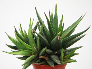 Haworthia glabrata   - Pot  6 cm