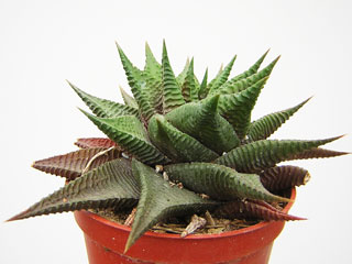 Haworthia limifolia   - Pot  6 cm