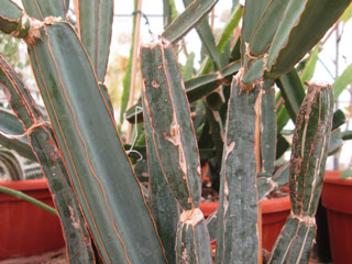 Cissus quadrangularis   - Pot 10 cm