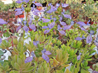 Plectranthus sp.  (ex Coleus noebilus)   - Pot  6 cm