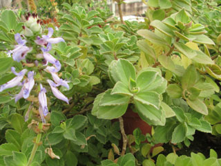 Plectranthus neochilus (ex Coleus spicatus)   - Pot  6 cm