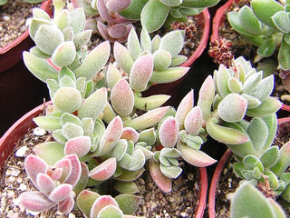 Crassula lanuginosa   - Pot  5 cm