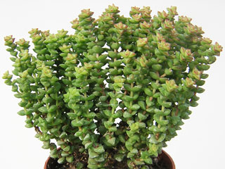 Crassula rupestris 'Tom Thumb'   - Pot  5 cm