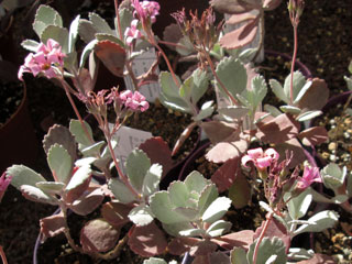 Kalanchoe pumila   - Pot  8 cm