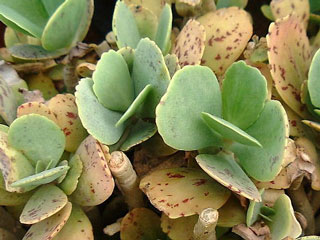 Kalanchoe marmorata   - Pot  6 cm