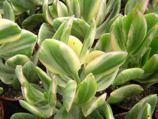 Crassula ovata 'Tricolor' ('Obliqua Variegata')   - Pot  5 cm