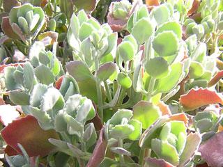 Kalanchoe millotii   - Pot  6 cm