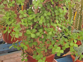 Portulacaria afra   - Pot  6 cm