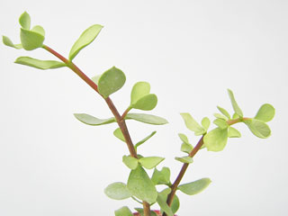 Portulacaria afra var. macrophylla   - Pot  6 cm