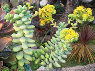 Sedum treleasei   - Pot  8 cm