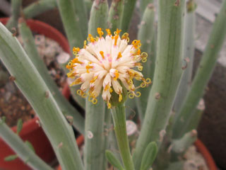 Senecio anteuphorbium   - Pot 10 cm