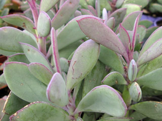 Senecio crassissimus   - Pot 17 cm