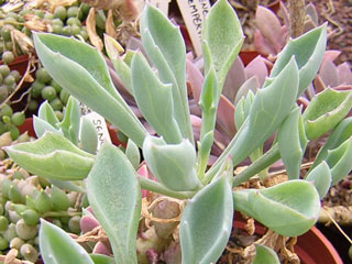 Senecio kleiniiformis (S. cuneatus)   - Pot  6 cm