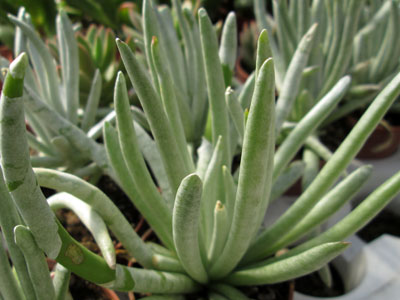 Senecio scaposus   - Pot  6 cm