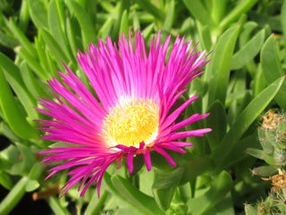 Carpobrotus acinaciformis   - Pot 10 cm