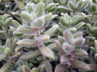 Delosperma echinatum   - Pot  6 cm