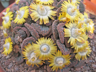 Titanopsis calcarea   - Pot  6 cm