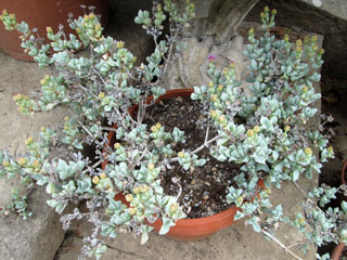 Oscularia deltoides   - Pot  6 cm