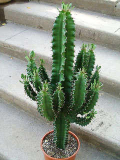 Euphorbia abyssinica ‘Disclusa’  («Euphorbia erythrea»)   - H 60-80 cm ramifiée